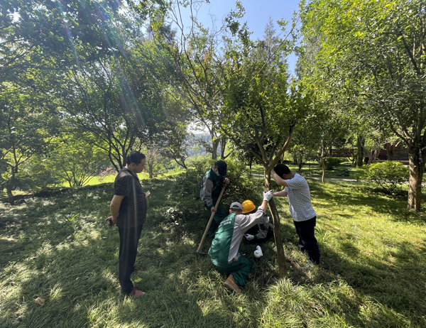 古建筑白蚁防治案例